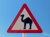 Uwaga wielbłądy na drodze!