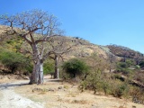 Arabskie baobaby