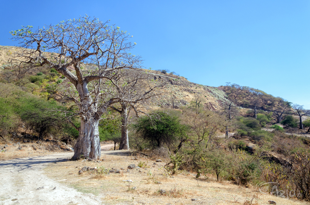 Arabskie baobaby