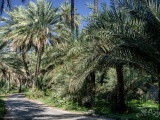 Plantacja palmy daktylowej 